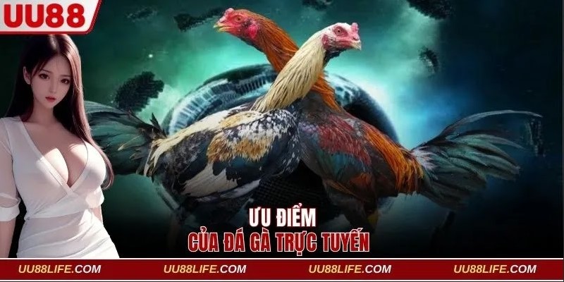 Ưu điểm nổi bật của sân chơi đá gà trực tuyến tại UU88